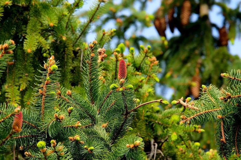 Sustainable outdoor crafts
